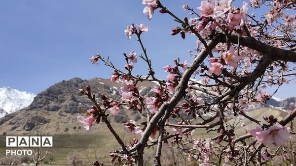 زیبایی تنگ دستنا در قاب پانا