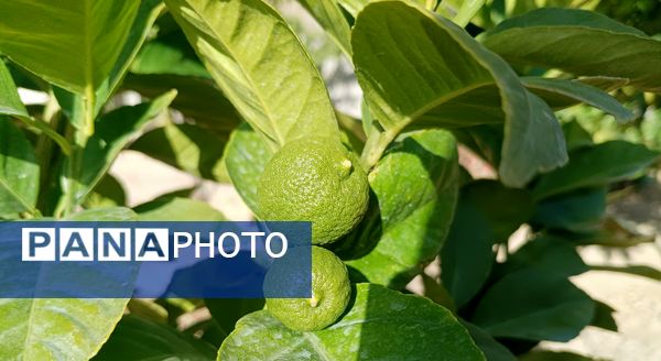 میوه‌های رنگارنگ در لردگان 