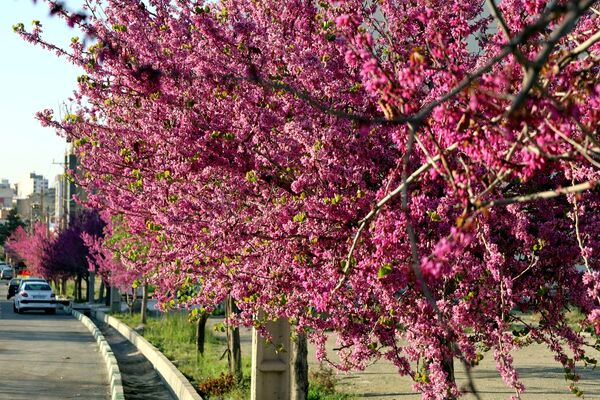 ارومیه شهر رویایی