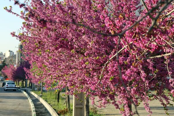 ارومیه شهر رویایی
