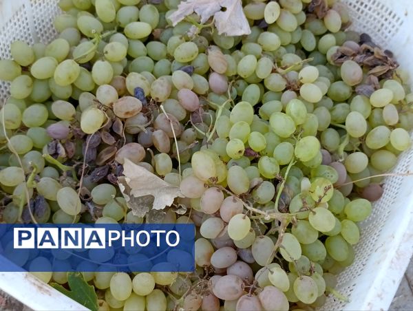 برداشت ۳۰ هزار تن انگور از تاکستان‌های ترشیز