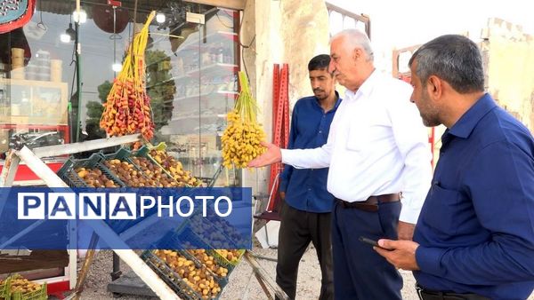 برداشت رطب از نخلستان‌های دالکی دشتستان 