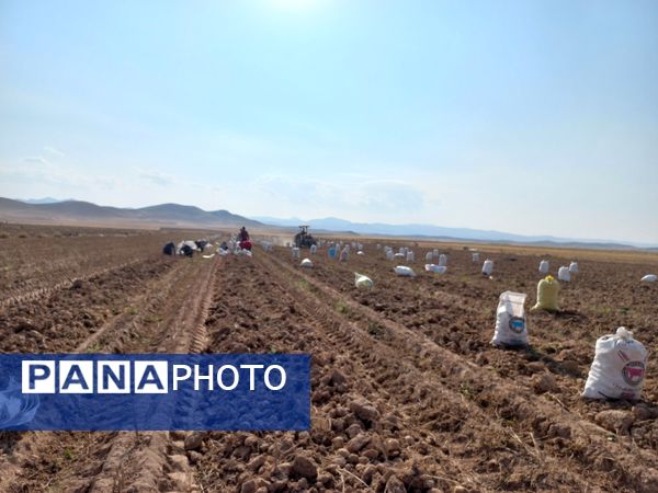 برداشت محصول سیب زمینی در روستای داغیان