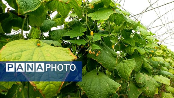 بازدید از گلخانه نمونه خسروشاه در هفته بسیج