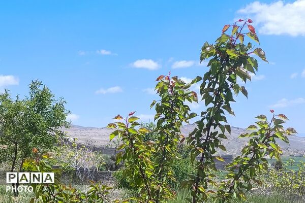 تصاویری از طبیعت زیبا و دیدنی روستای بردج