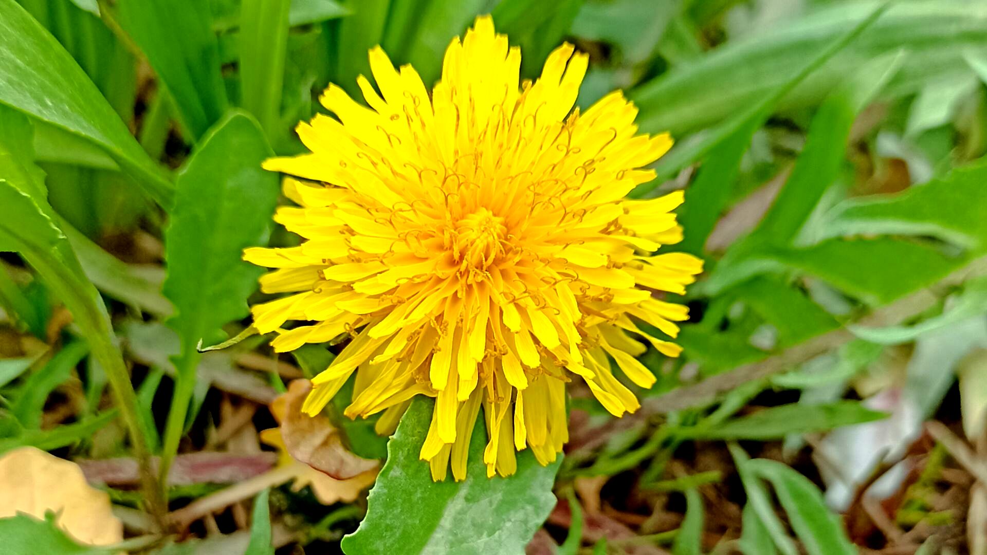 رویش شکوفه ها در روستای کابلی 