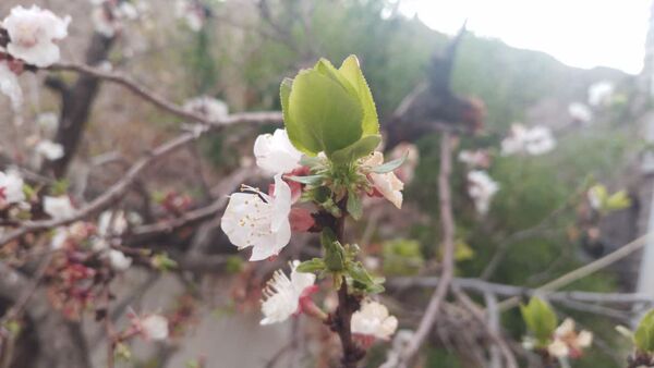 منظره زیبای بهاری در سربیشه