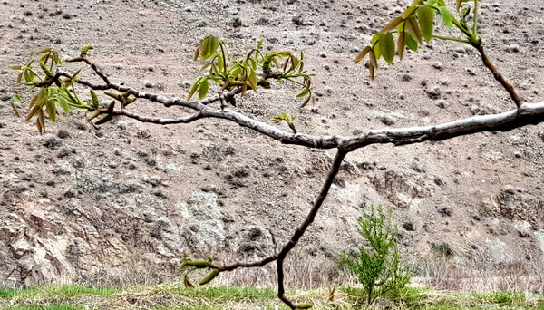 جلوه هایی از مناظر بهاری روستای «اسفید» شهر سلفچگان قم در روز طبیعت