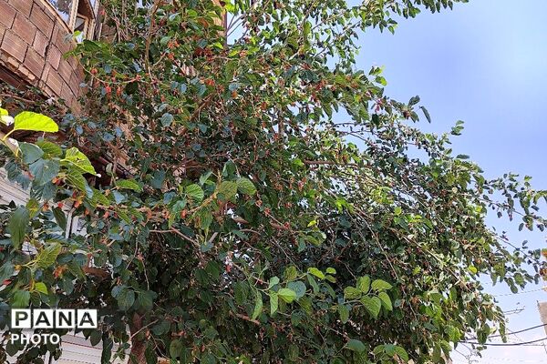 فصل چیدن یاقوت های چشم نواز در شهر بار نیشابور-۱