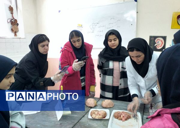 برگزاری کلاس آناتومی و تشریح مغز در پژوهش‌سرای بوعلی سینا ملارد