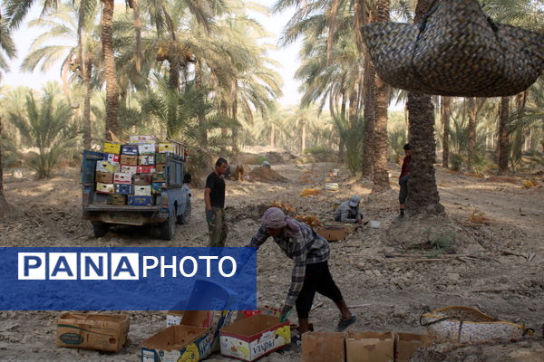 برداشت خرما در منطقه آبپخش