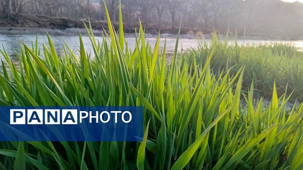 شکوفه‌های بهاری بر قامت درختان ‌