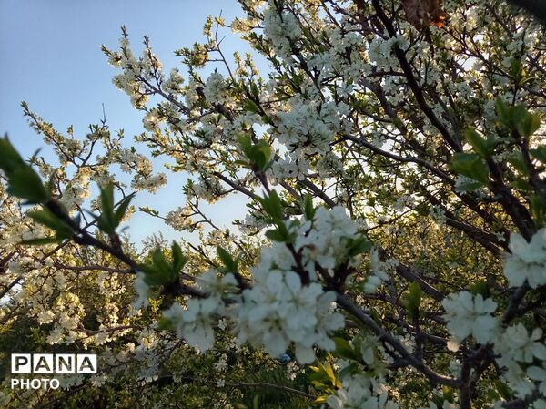 رویش شکوفه ها در روستای فرخ آباد