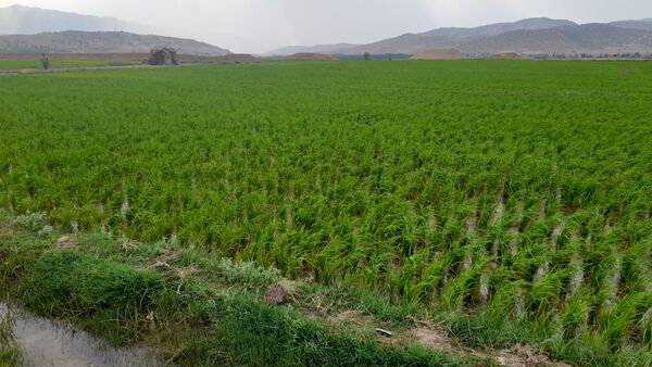 برنج‌کاری در لردگان؛ نماد زندگی و فرهنگ محلی