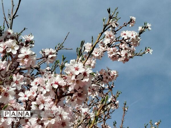 شکوفه‌های بهاری شهر بن، نویدبخش طراوت و زندگی دوباره