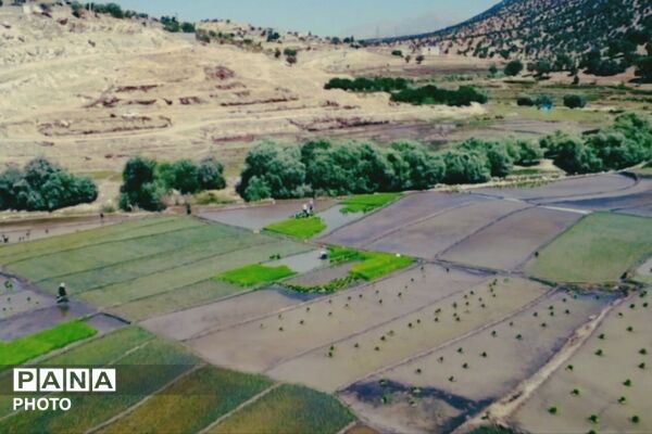 برنجکاری در پلبریده