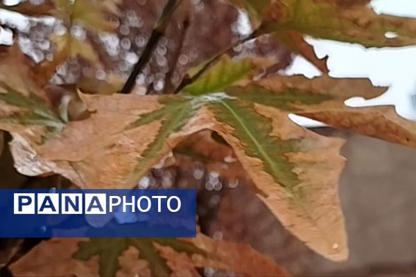 جلوه هایی از باران پاییزی در کاشمر