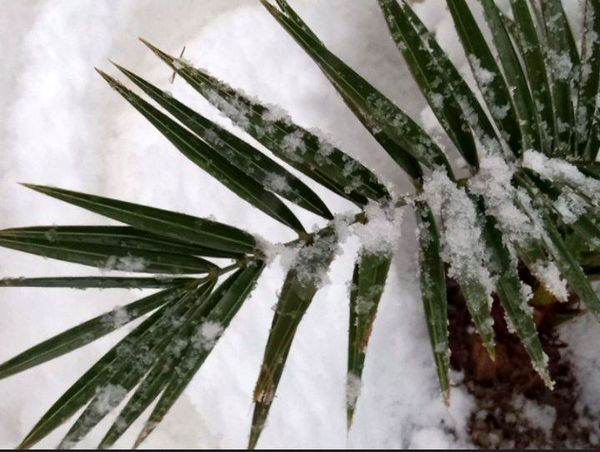 برف زمستانی، مهمان شهرستان کیار