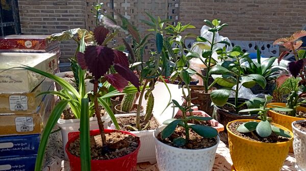 برپایی نمایشگاه هنرهای دستی در آستانه مقدس حلیمه و حکیمه خاتون شهرکرد