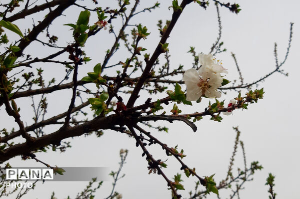 طبیعت روستای بیدله به هنگام بهار
