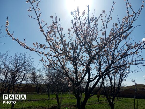 شکوفه دادن درختان روستای فیروزه
