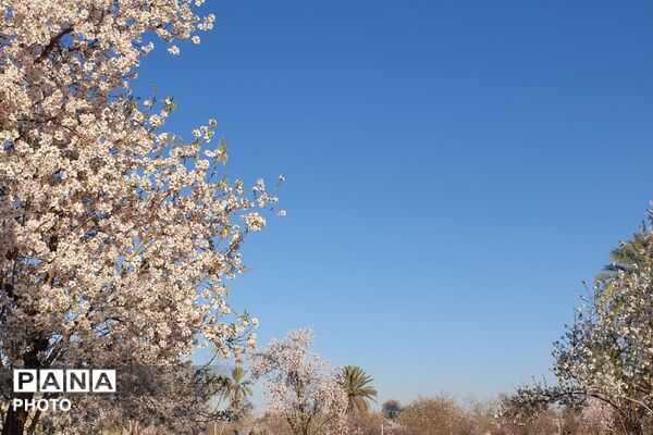 زمستان شکوفه پوش در خفر 
