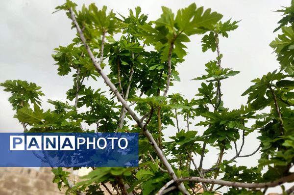 میانکوه در این روز‌ها همچون نگینی سبز می‌درخشد