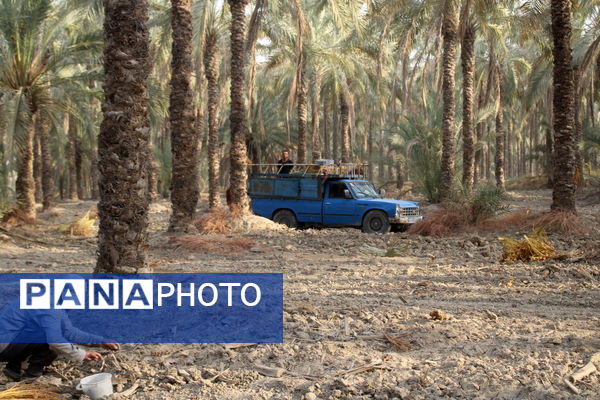 برداشت خرما در منطقه آبپخش