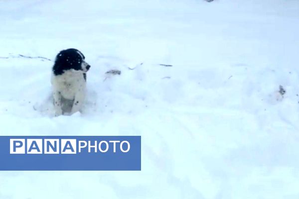 قابِ سفیدِ زمستان فـیـروزکــوه