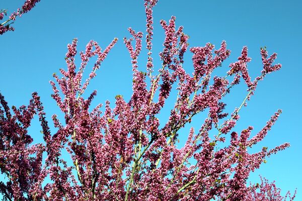 ارومیه شهر رویایی