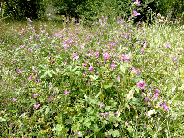 جلوه‌هایی از طبیعت تابستانی خلجستان و جعفرآباد قم