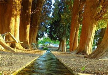 روستای طرز شهرستان راور با سرو‌های سربه‌فلک‌کشیده تاریخی