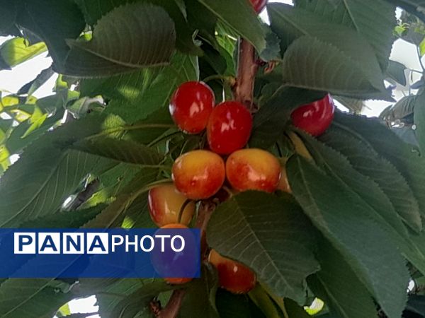 میوه‌های خوش‌رنگ و لعاب بهاری در روستای مارکده