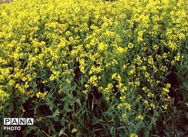 رویش شکوفه ها در روستای فرخ آباد