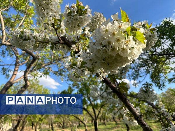 طبیعت هم با آمدن بهار زیبا شد 