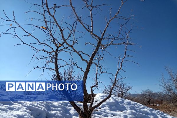 رد پای برف در باغات نهضت آباد اصفهان