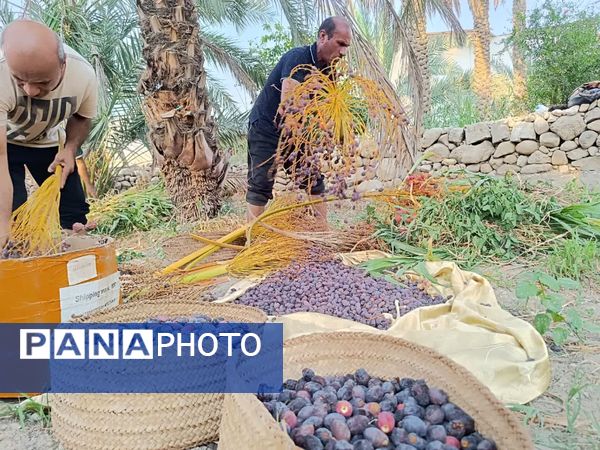 برداشت خرما در شهر رویدر 