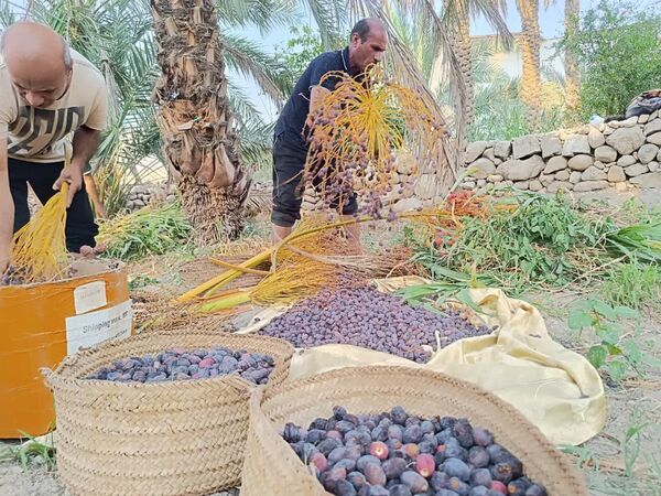 برداشت خرما در شهر رویدر 