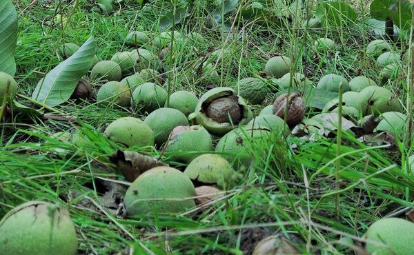 مارکده، سرزمین طلایی بادام و گردو؛ گنجینه‌ای از طعم و سنت در دل سامان