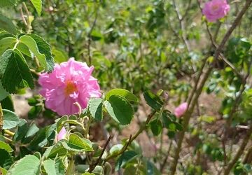 جلوه‌گری زیبا گل محمدی در دل مزارع سرسبز کلاته‌‌ رودبار 