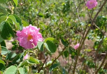 جلوه‌گری زیبا گل محمدی در دل مزارع سرسبز کلاته‌‌ رودبار 