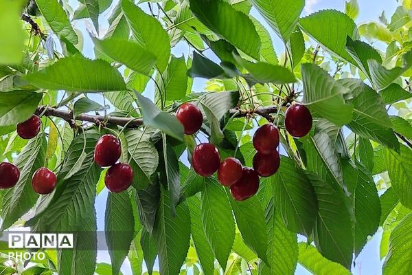 فصل چیدن یاقوت های چشم نواز در شهر بار نیشابور-۱