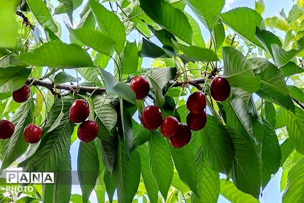 فصل چیدن یاقوت های چشم نواز در شهر بار نیشابور-۱