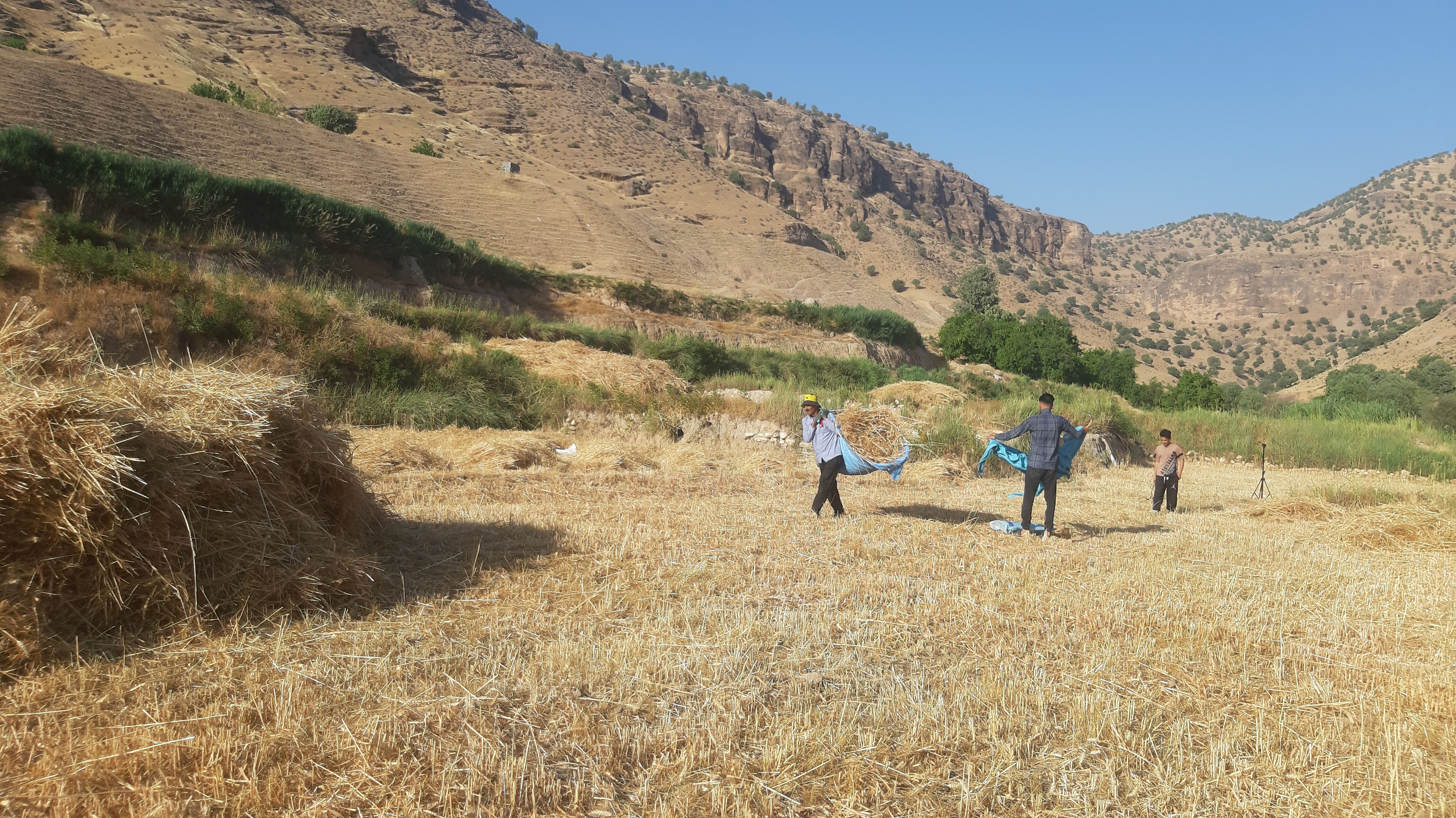 برداشت گندم در روستای بیدله