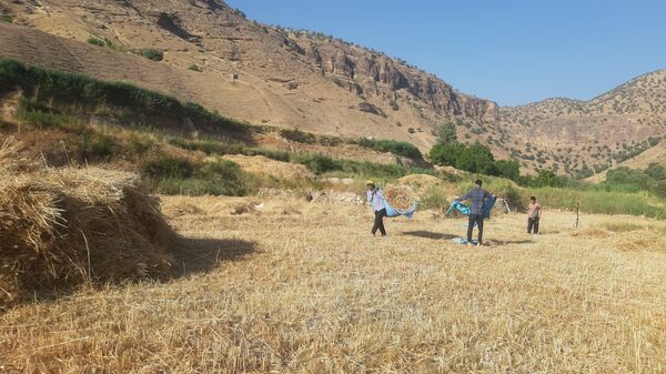 برداشت گندم در روستای بیدله