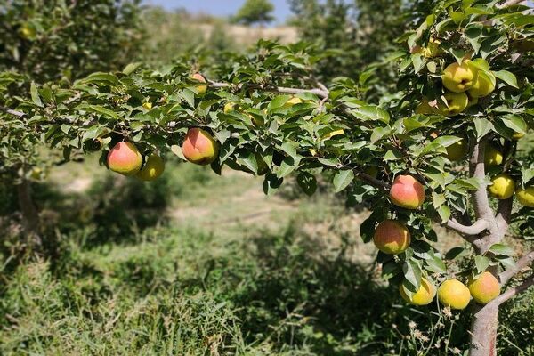 فصل زیبای پاییز در شهر بار نیشابور 