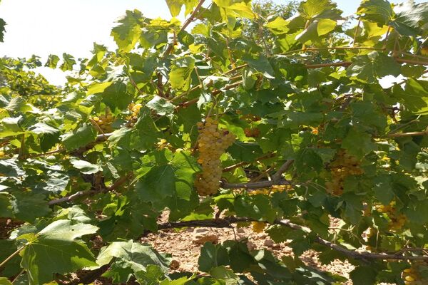 آغاز فصل برداشت انگور از باغات روستای گزکوه فاروج