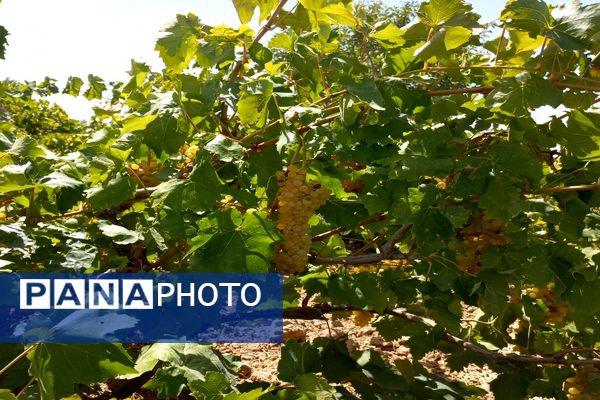 آغاز فصل برداشت انگور از باغات روستای گزکوه فاروج