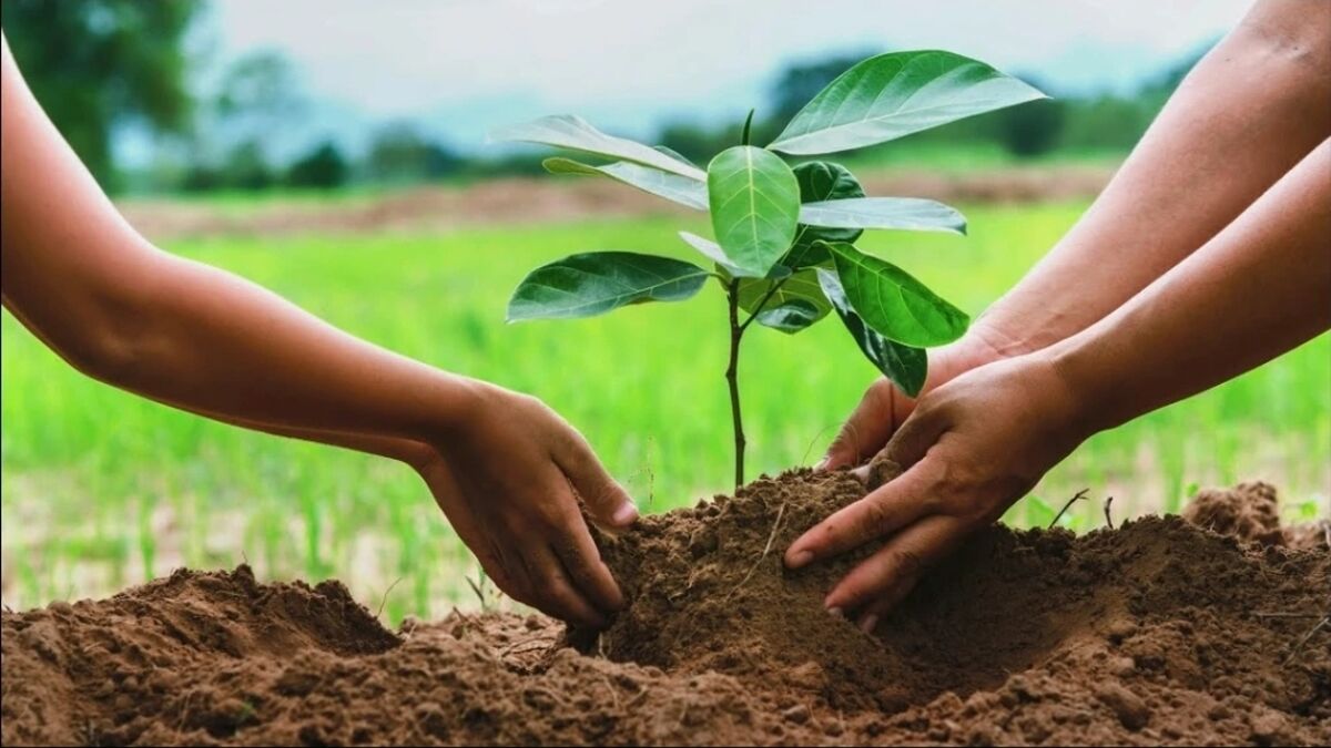 توزیع ۸ میلیون اصله نهال در قالب پویش «سرو ایرانی»