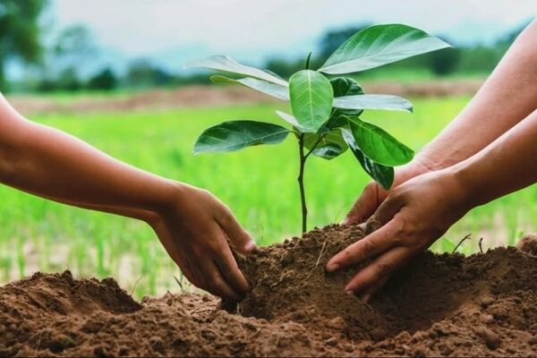 توزیع ۸ میلیون اصله نهال در قالب پویش «سرو ایرانی»